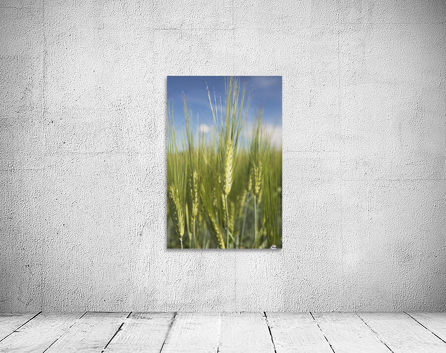 Wheat Heads Wall Preview