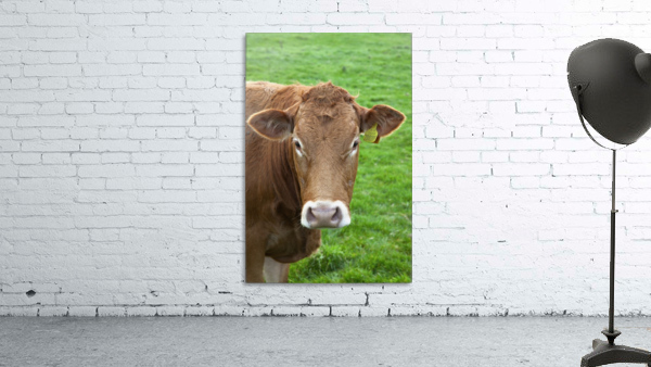 A Cow Wall Preview