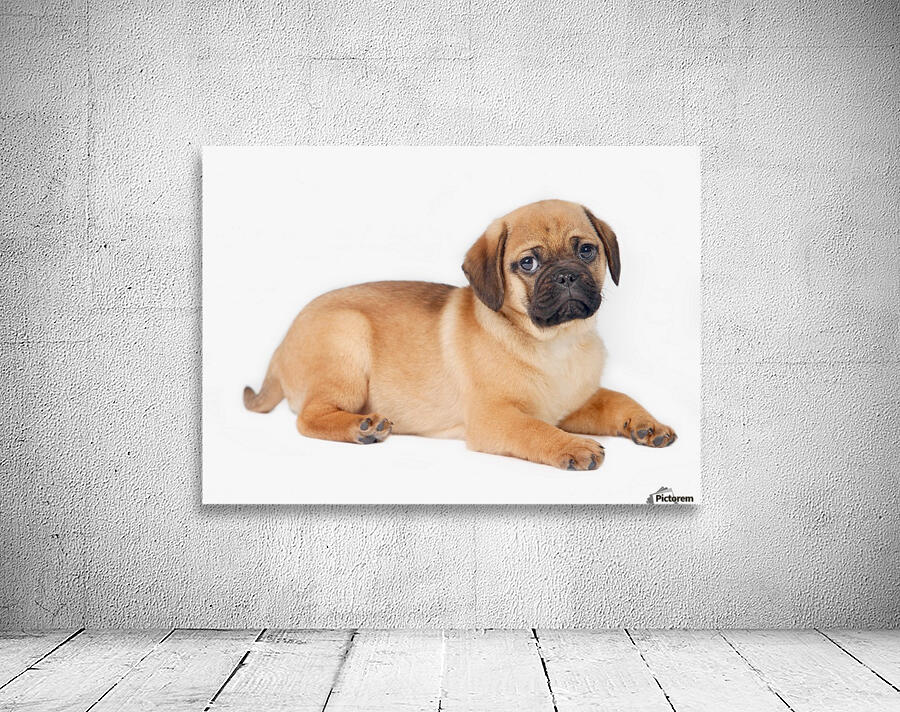 Pug Dog Wall Preview