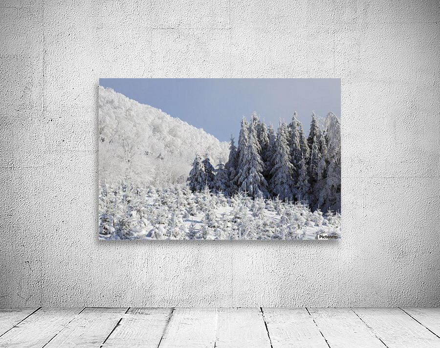 Trees Covered In Snow Wall Preview