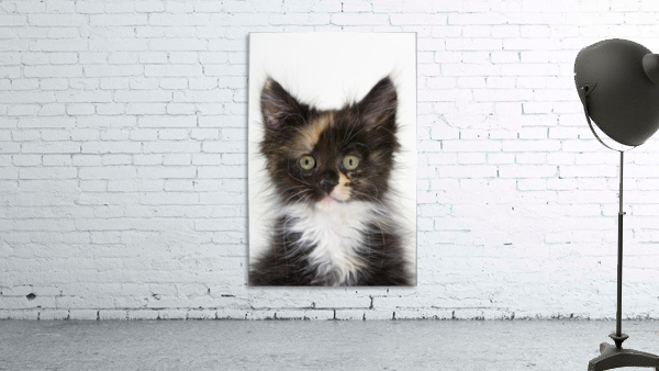 Kitten. Wall Preview