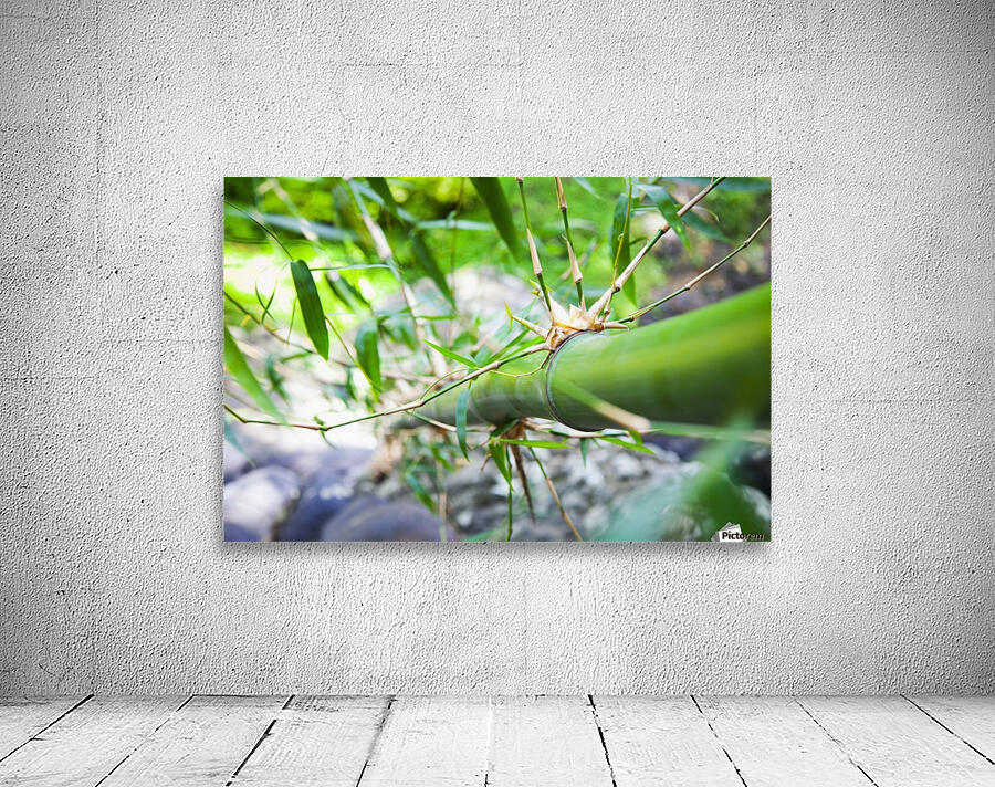 Bamboo stalk; Granada Wall Preview