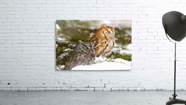 Two Screech Owls Wall Preview