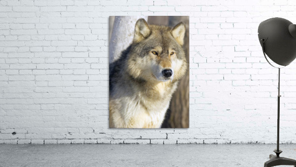 Timber Wolf Wall Preview