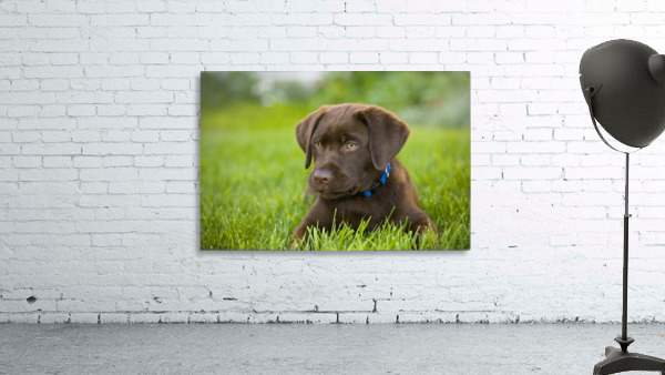 Labrador Retriever Wall Preview