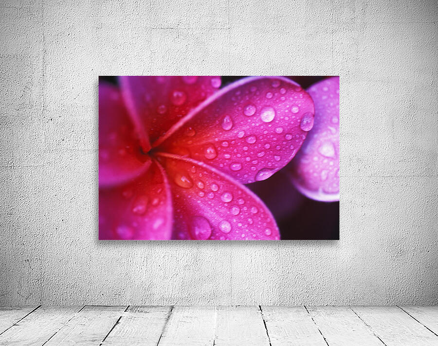 Hawaii, Maui, Extreme Close-Up Purple Pink Plumeria Blossom Water Droplets Aka Frangipani Wall Preview