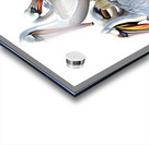 pelican group Acrylic print