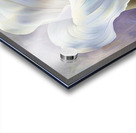 Calla lily Acrylic print