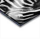 Zebras Impression Acrylique