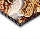 Mayan Orchid Acrylic print