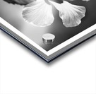 White Sin Acrylic print