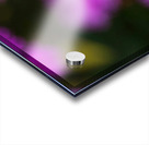 Rose Flowers Color Impression Acrylique