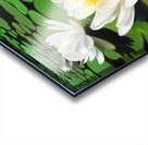 Water Lily Painting Acrylic print