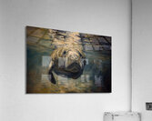 sea ​​cow Acrylic Print