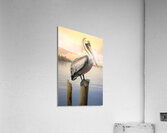 Pelican Acrylic Print
