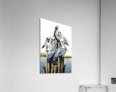 pelican group Acrylic Print