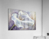 Calla lily Acrylic Print