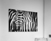 Zebras Impression acrylique