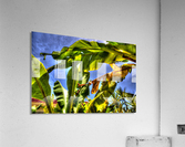 PLATANAL Acrylic Print