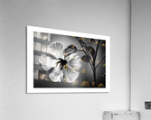 White Sin Acrylic Print