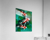 red White Goldfish Acrylic Print