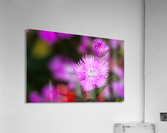 Rose Flowers Color Impression acrylique