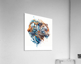 tigers in colors Impression acrylique