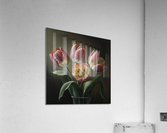 tulips flowers II Acrylic Print