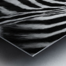 Zebras Impression metal
