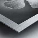 White Sin Metal print