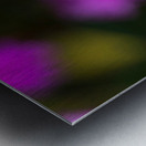 Rose Flowers Color Impression metal