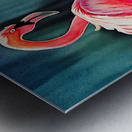 flamingos in the water Metal print