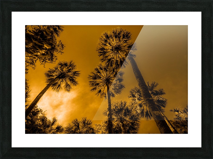 Palms to heaven Impression et Cadre photo