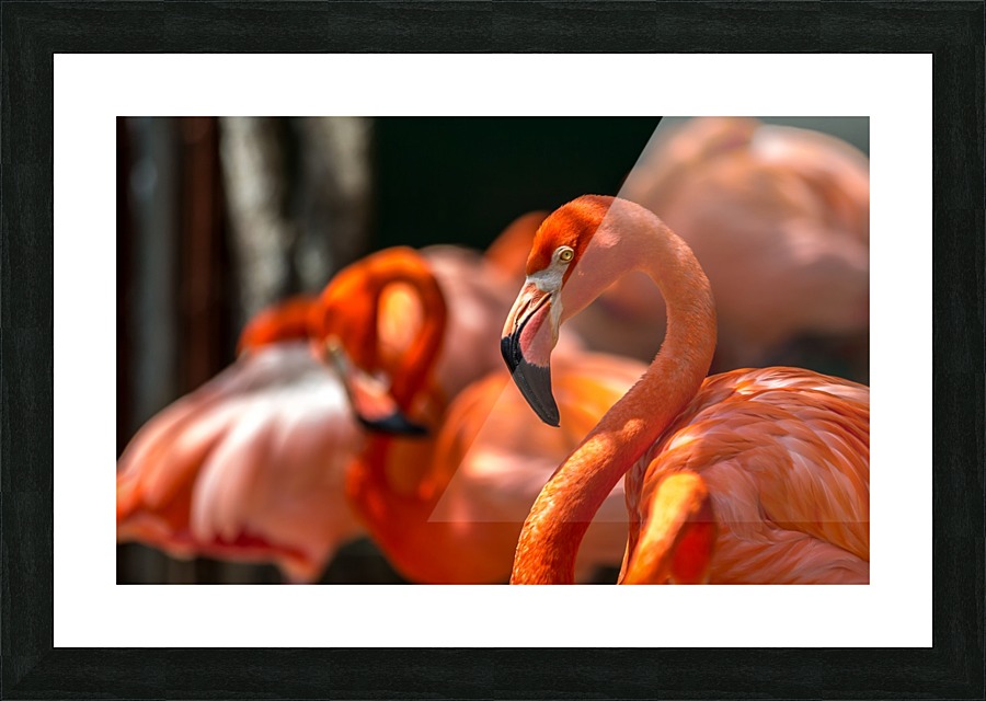 flamingo family Impression et Cadre photo