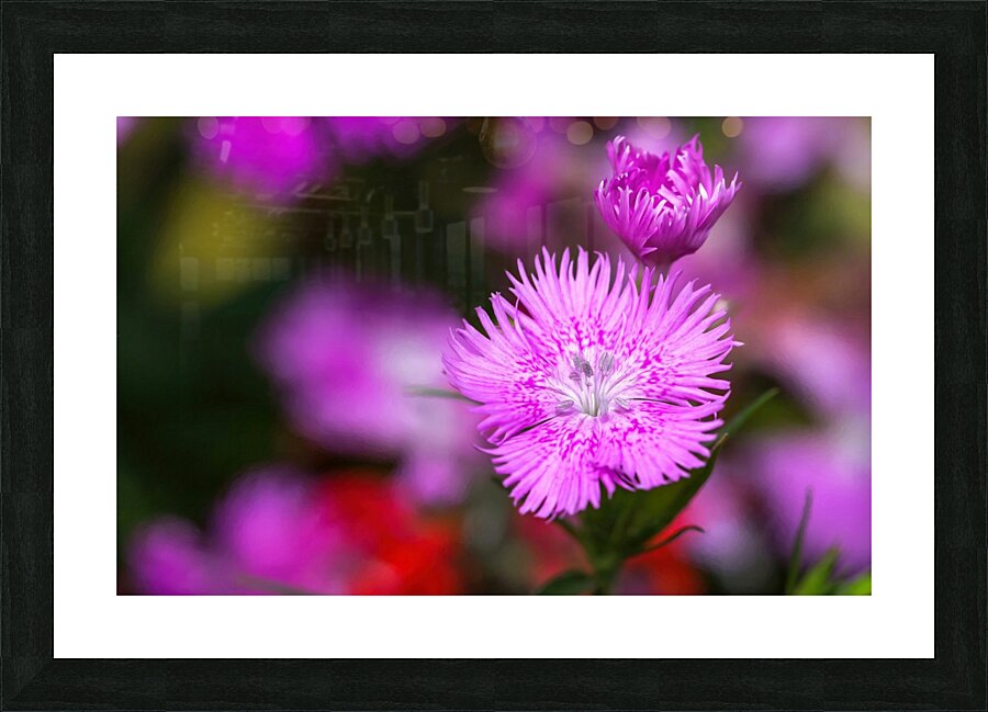Rose Flowers Color Impression et Cadre photo
