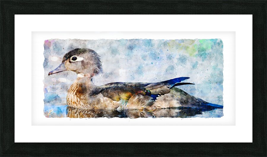 Duck in Lake Picture Frame print