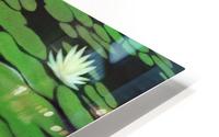 Water Lily Painting HD Metal print