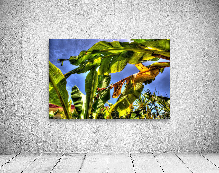 PLATANAL Wall Preview