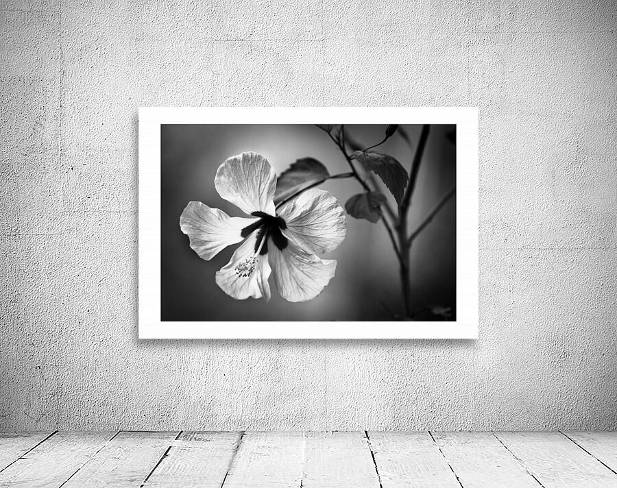 White Sin Wall Preview