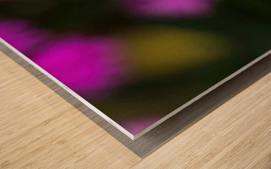 Rose Flowers Color Impression sur bois