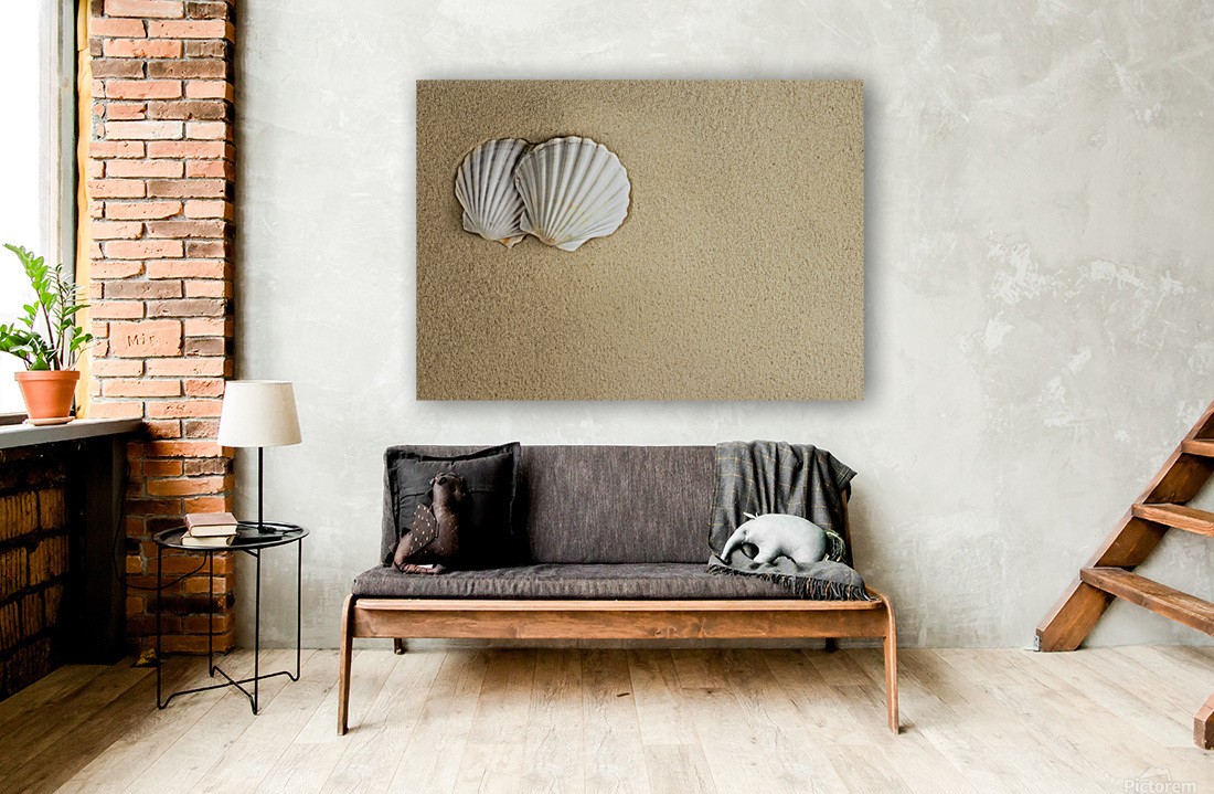 sea shells on sand Reproduction