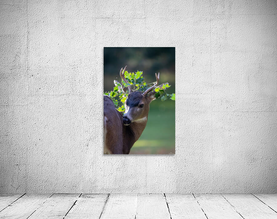 Accidental Crown Wall Preview