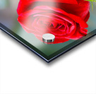 Red Rose NYC Acrylic print