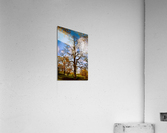 Lost Leaves NYC Acrylic Print