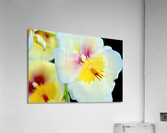 Miltonia NYC Acrylic Print