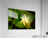 Nymphaea Ampla NYC Acrylic Print