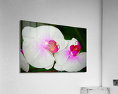 Orchid 9 NYC Acrylic Print