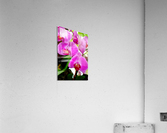 Orchid 8 NYC Acrylic Print