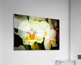 Orchid 7 NYC Acrylic Print