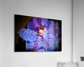 Orchid 4 NYC Acrylic Print